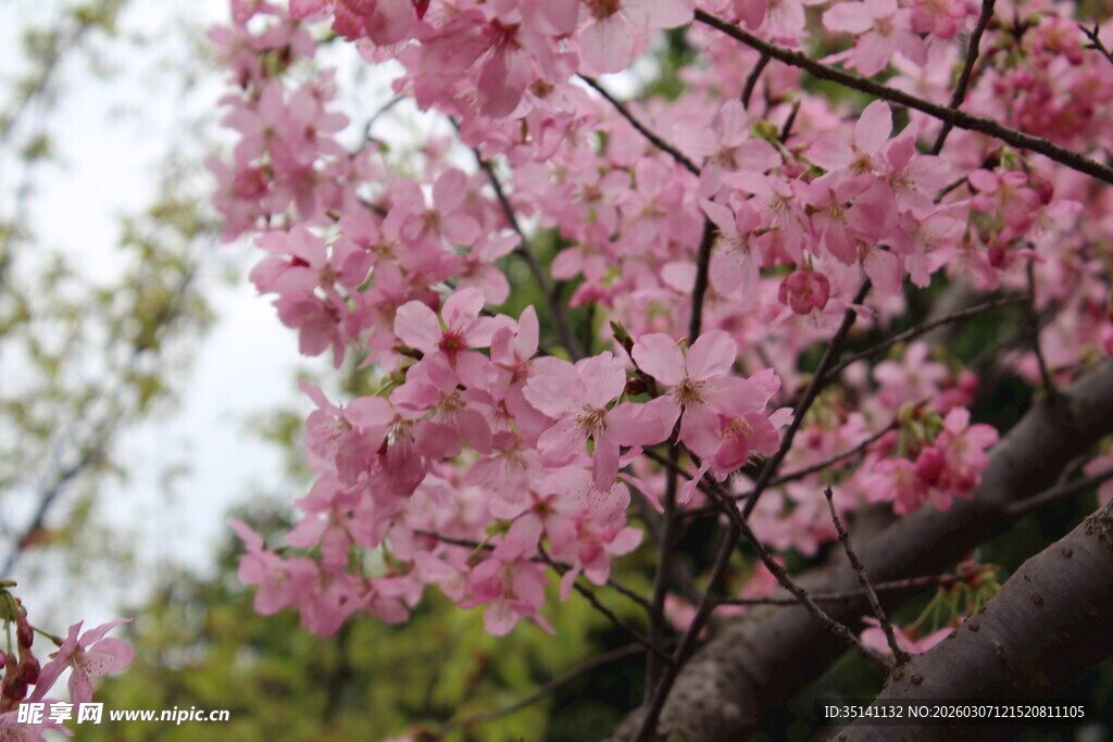 樱花