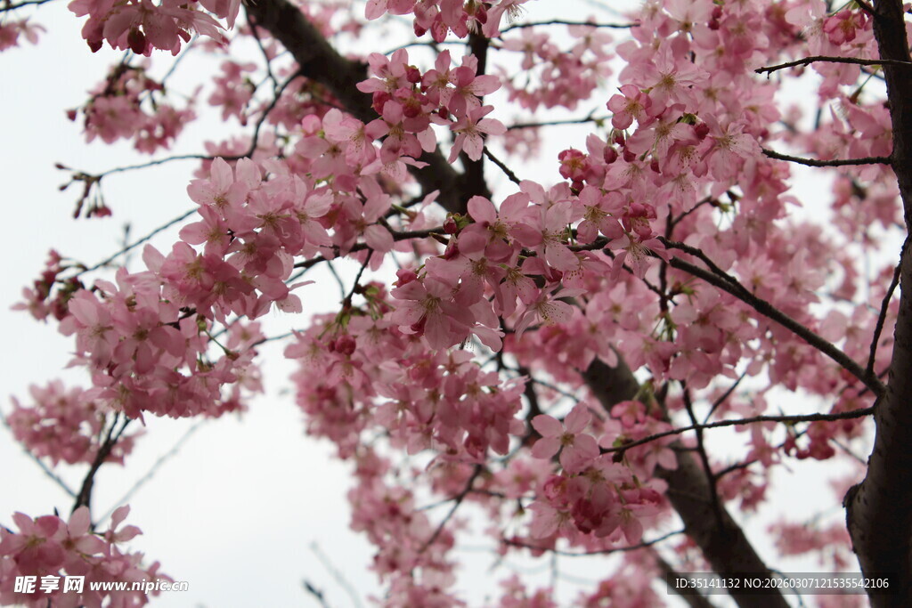 樱花