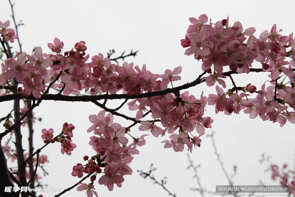 樱花