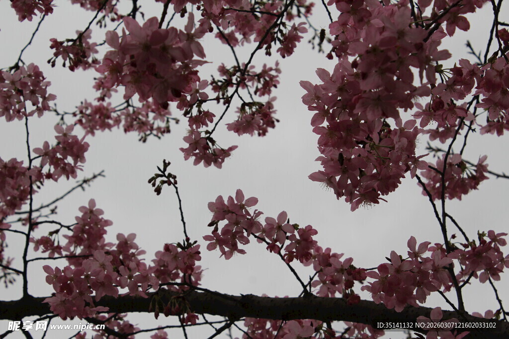 樱花