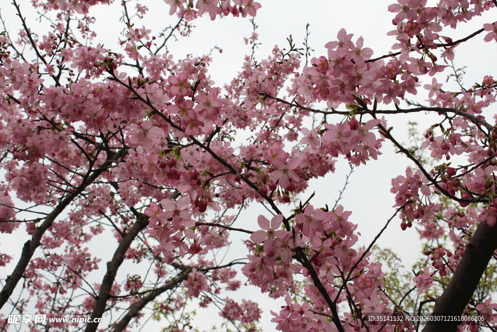樱花
