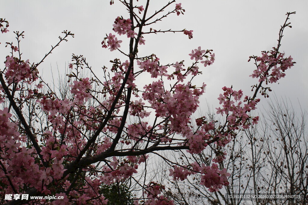 樱花