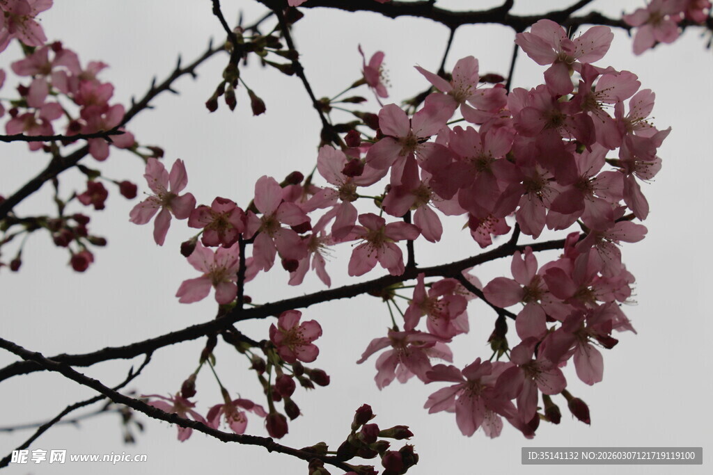 樱花