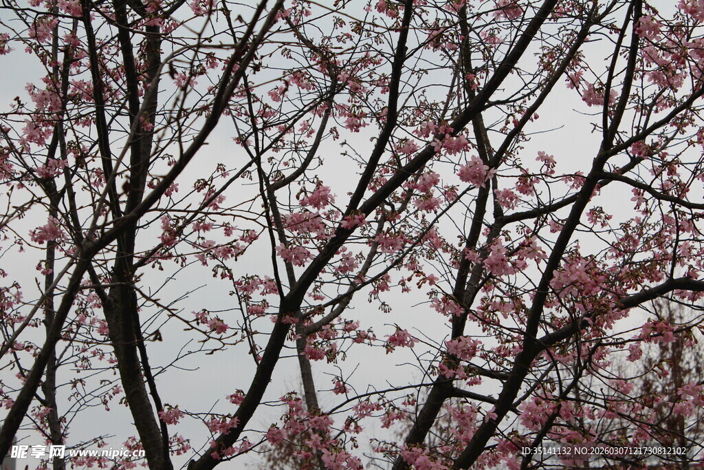樱花