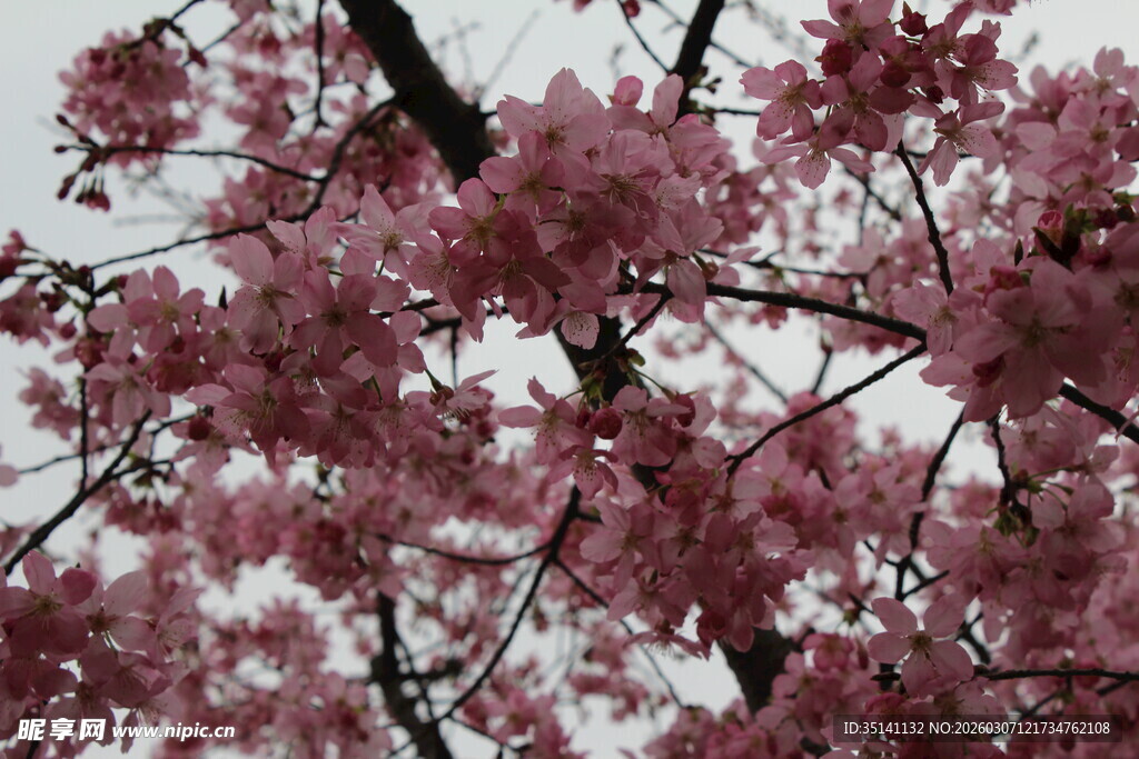 樱花