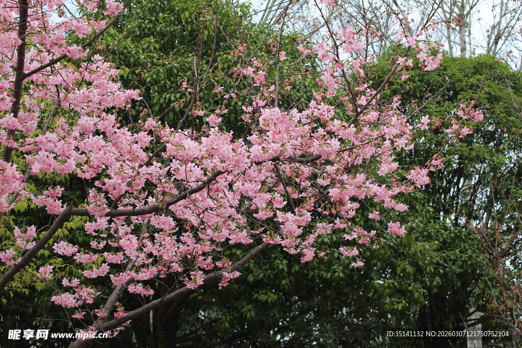 樱花