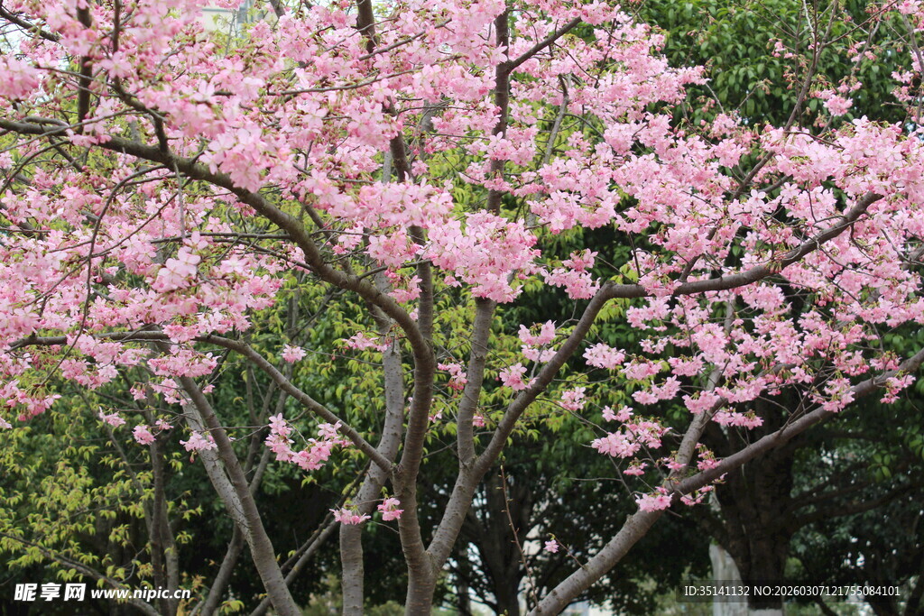 樱花