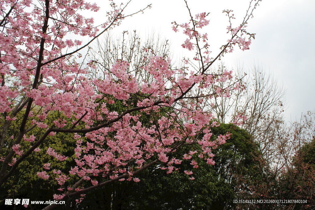 樱花
