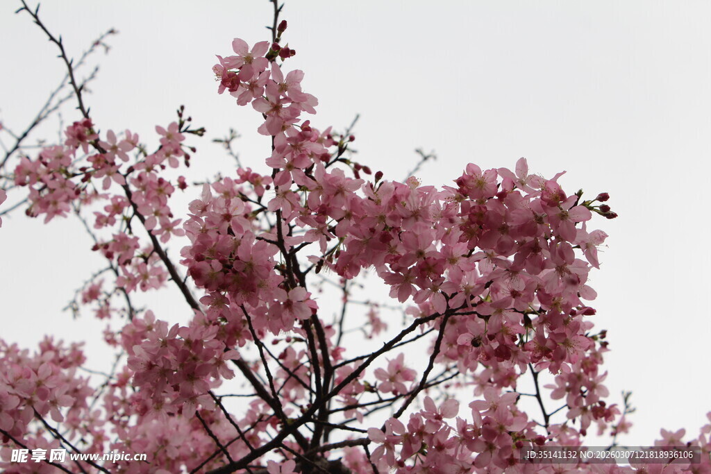 樱花