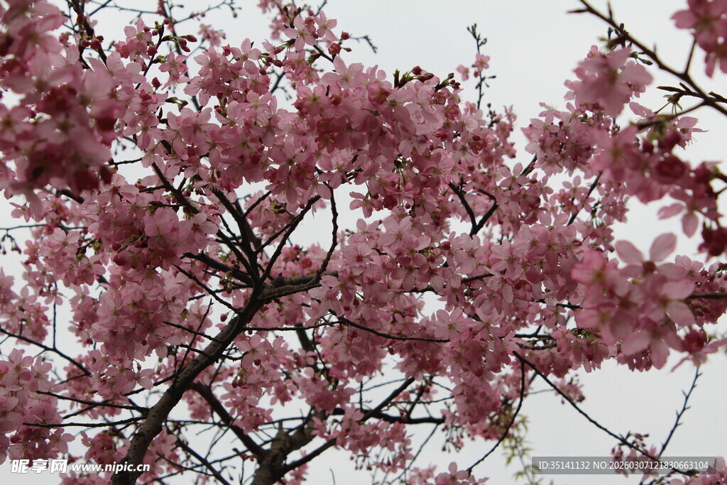 樱花