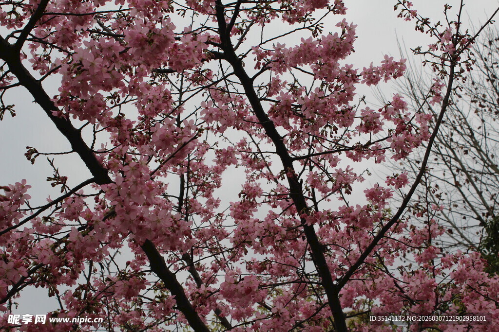 樱花