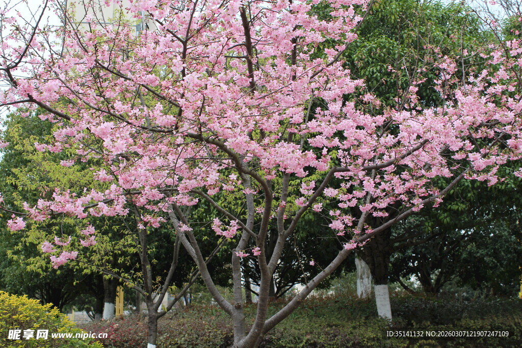 樱花