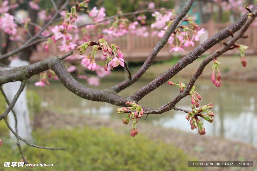 樱花