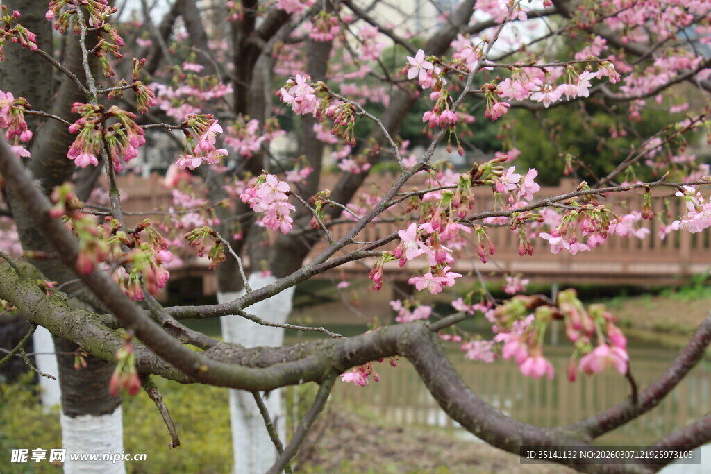 樱花