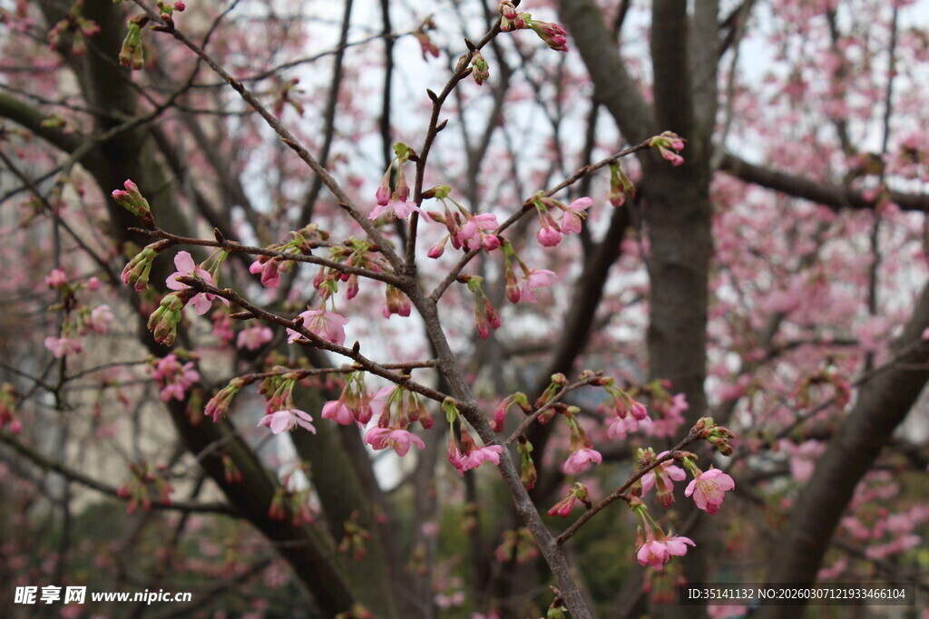 樱花