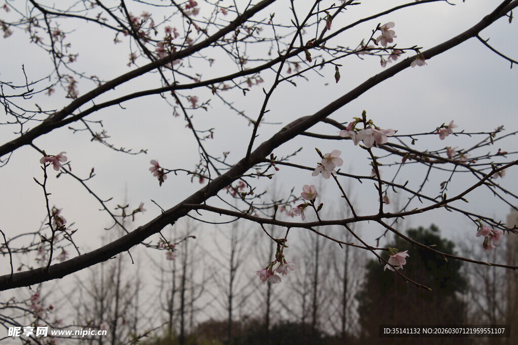 樱花