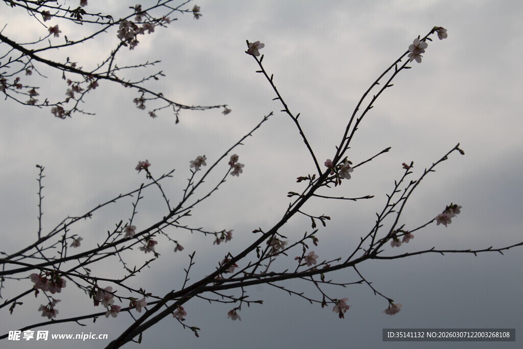 樱花