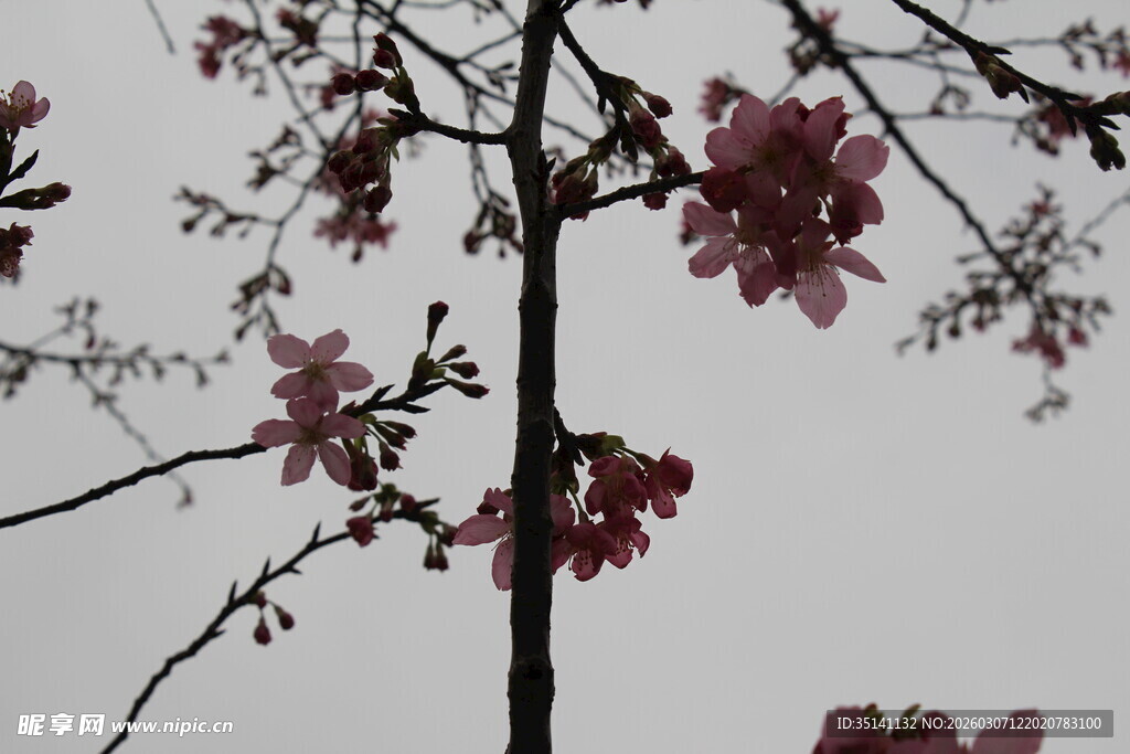 樱花