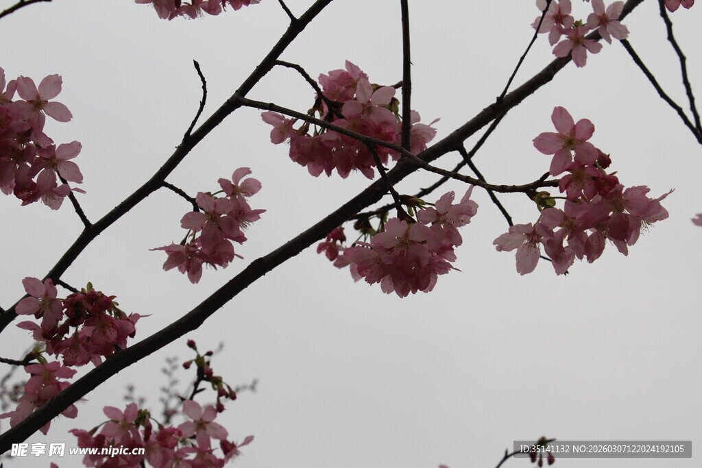 樱花