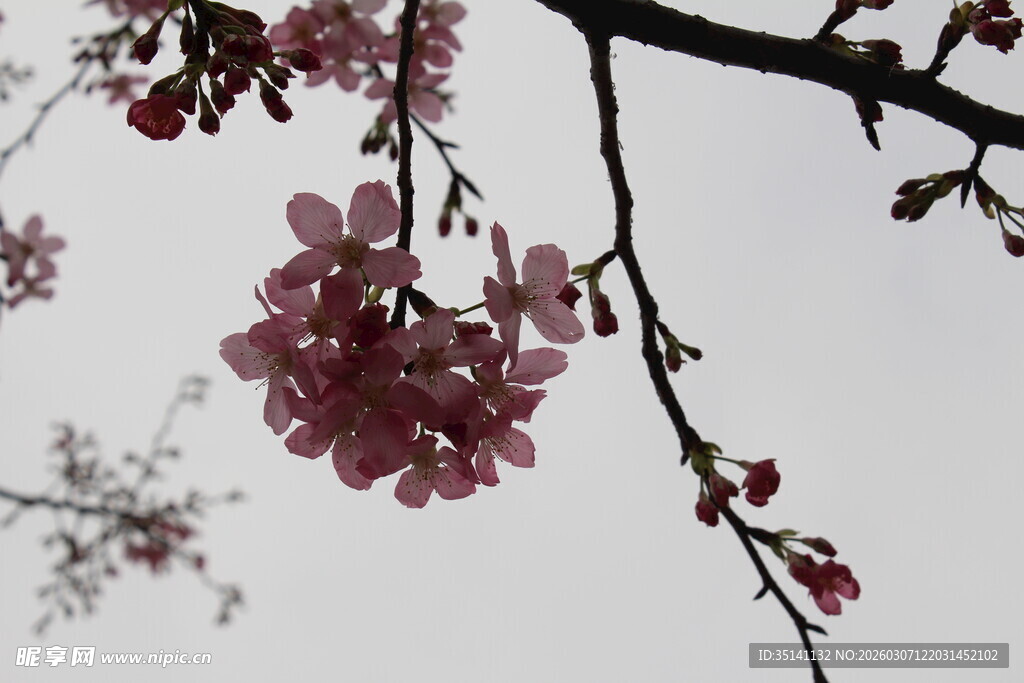 樱花