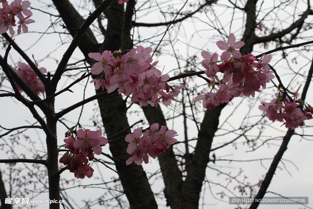 樱花