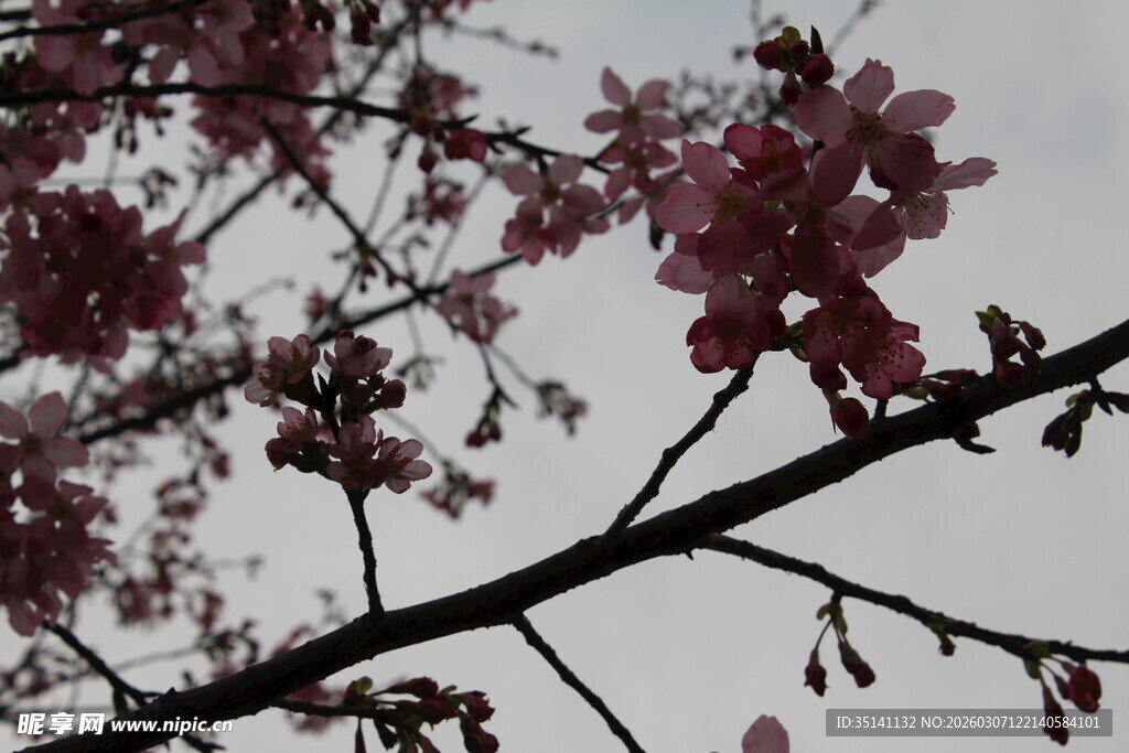 樱花