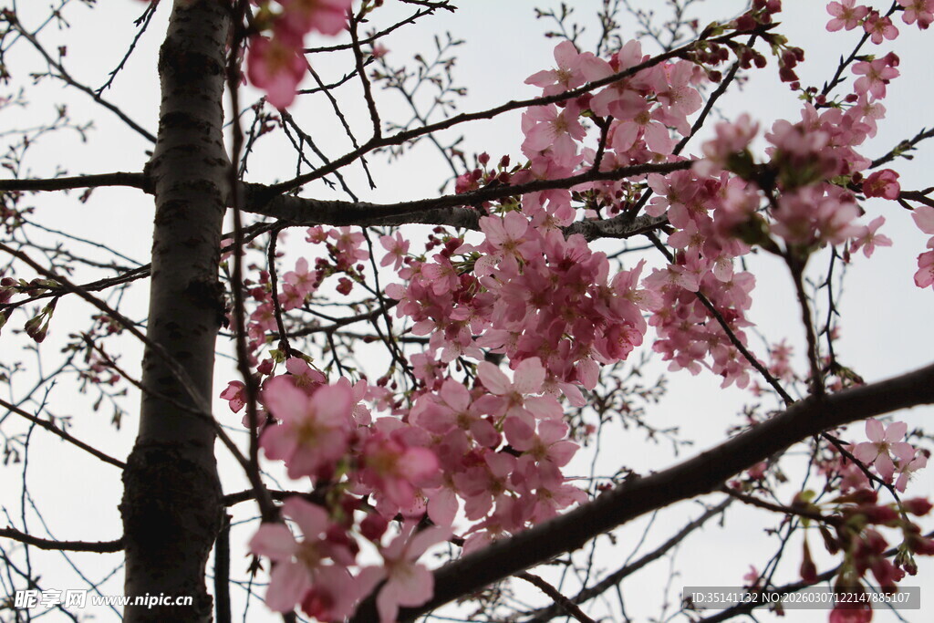樱花