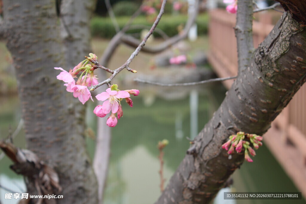 樱花