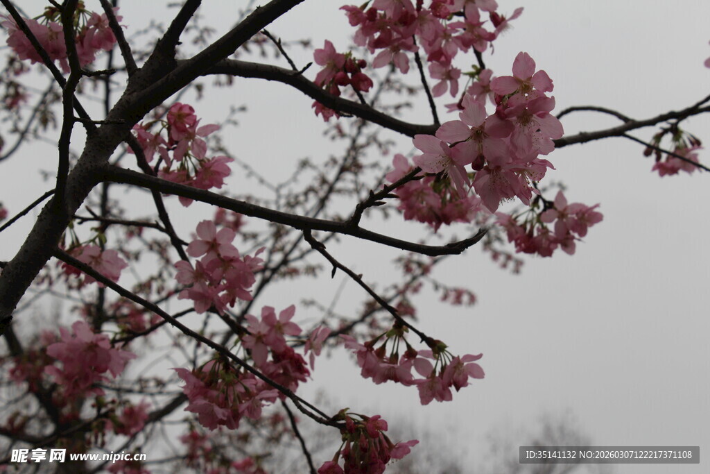 樱花