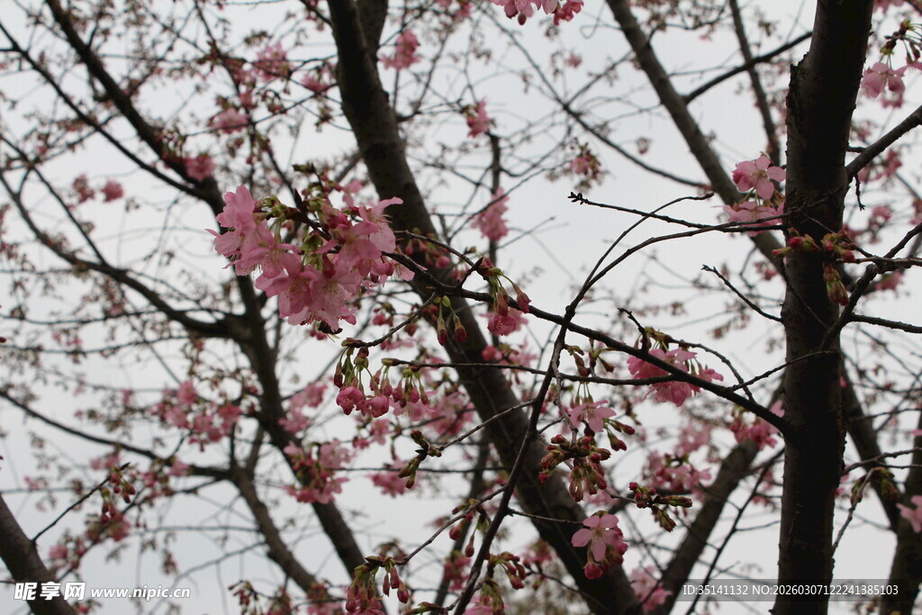 樱花
