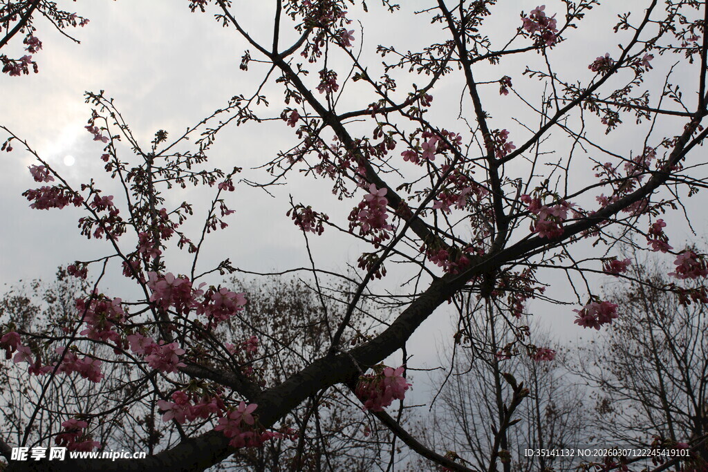 樱花