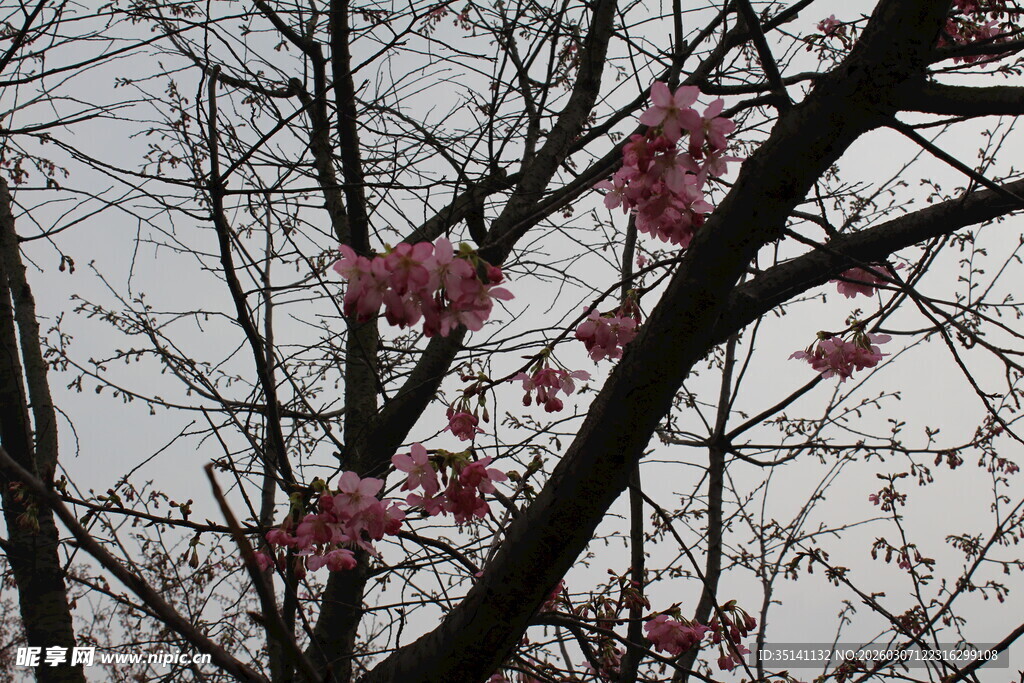 樱花