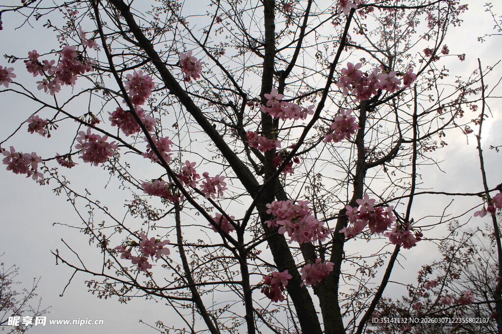 樱花