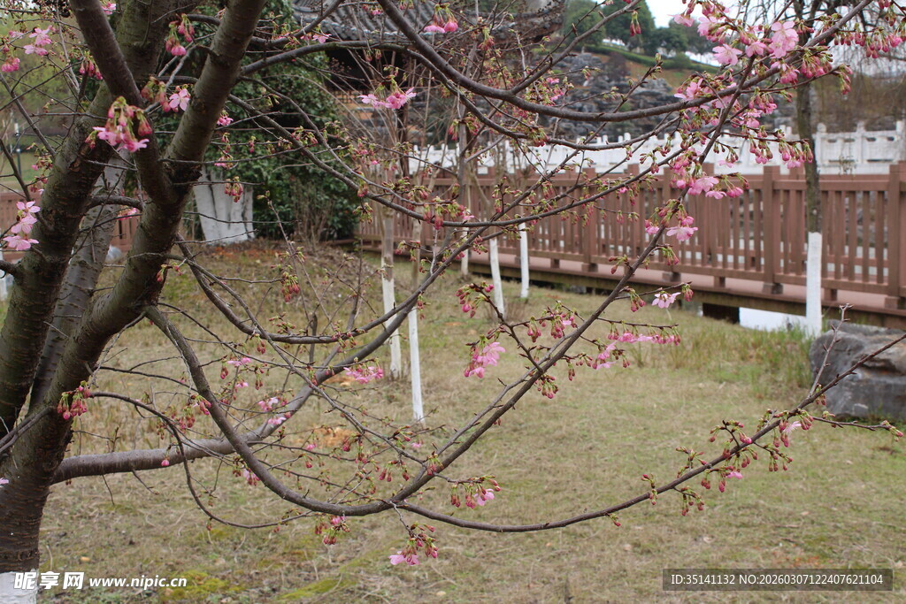 樱花