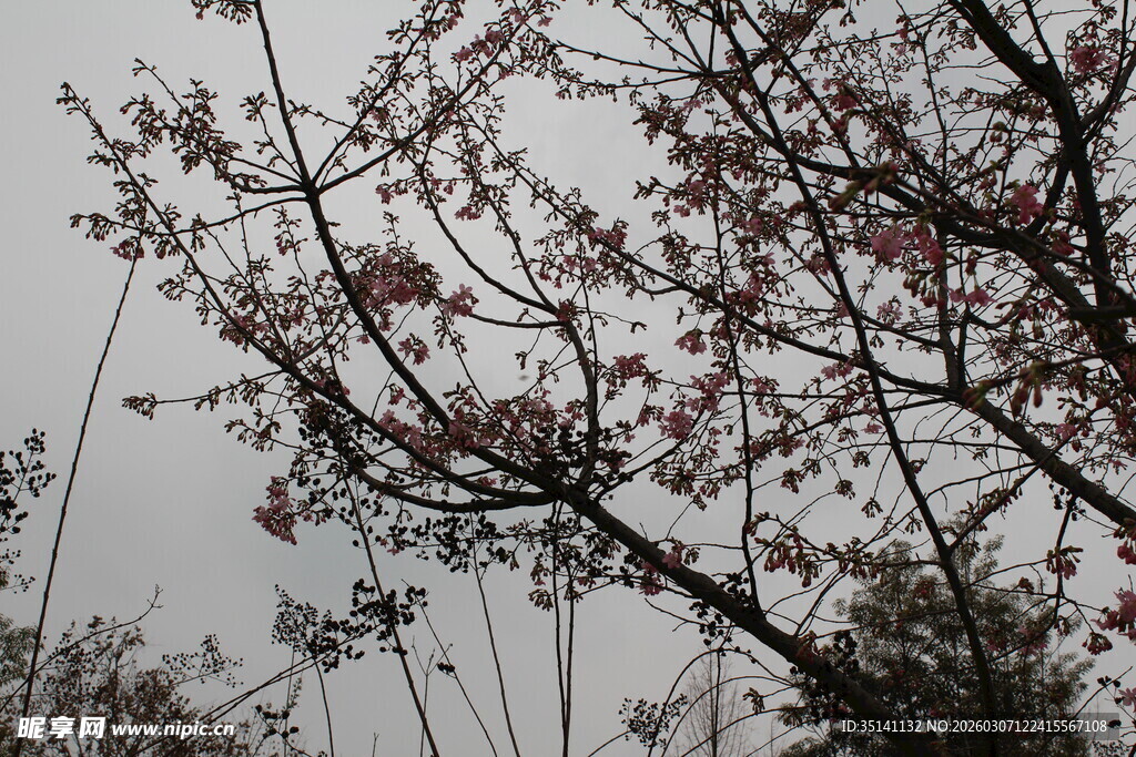 樱花