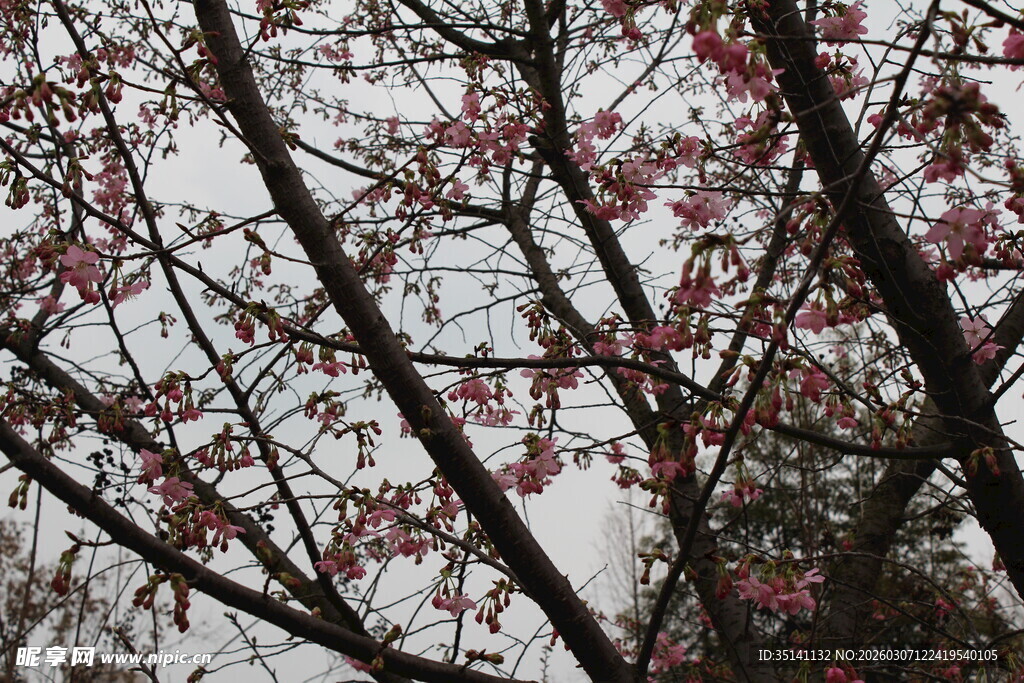 樱花