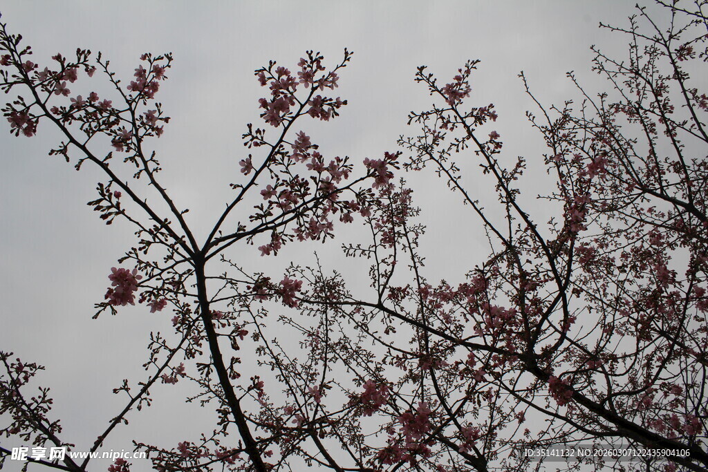 樱花