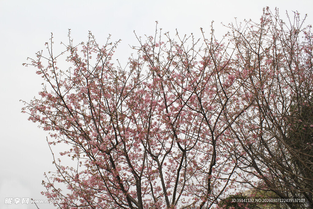 樱花