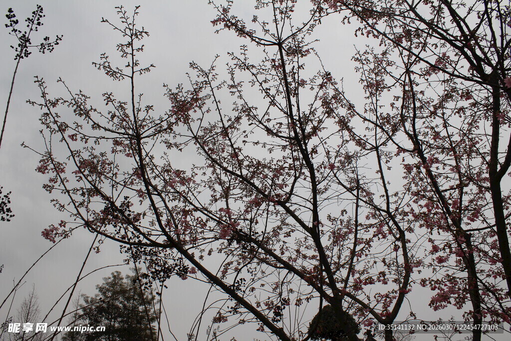 樱花
