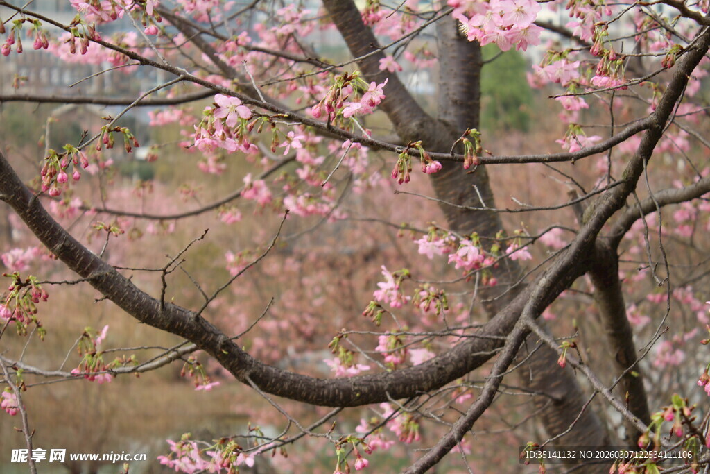 樱花