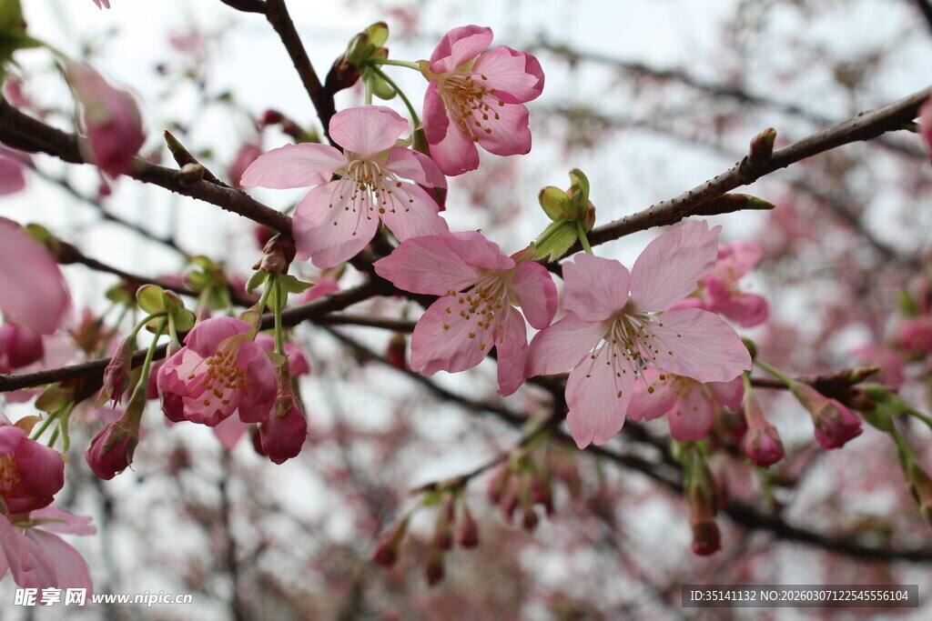 樱花