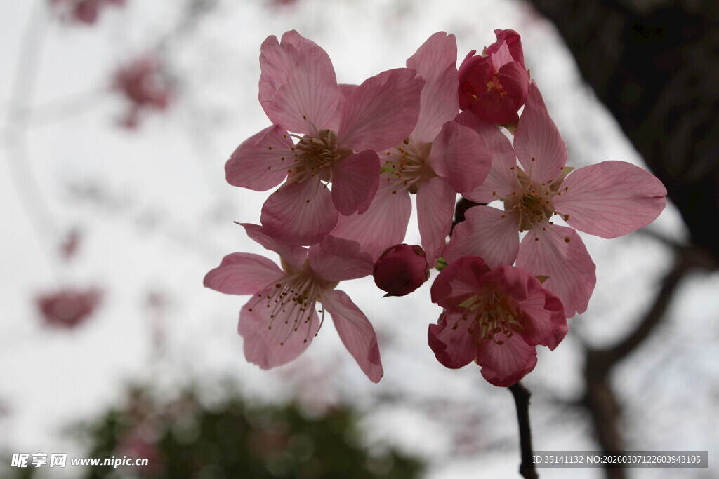 樱花