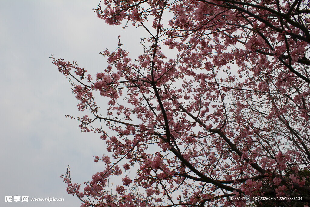 樱花