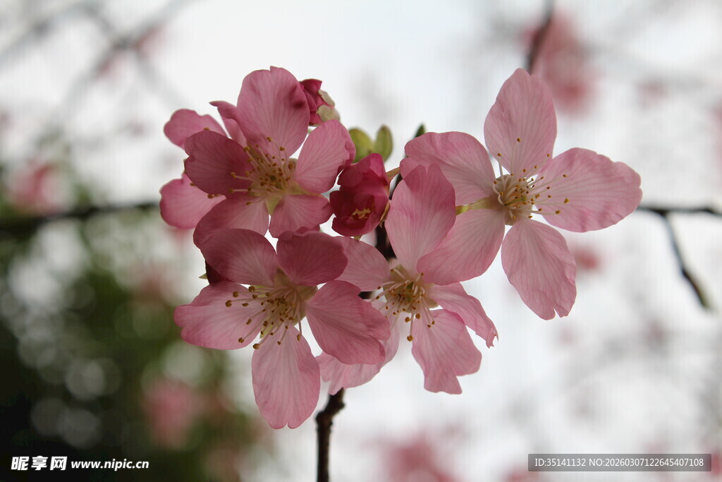 樱花
