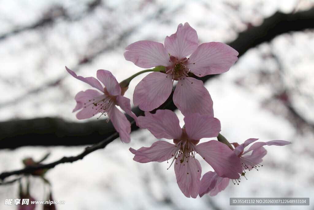 樱花