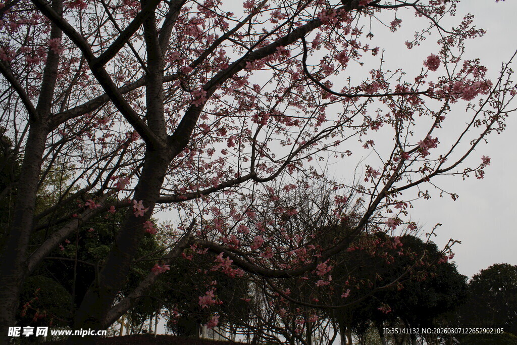 樱花