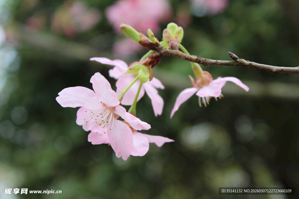 樱花