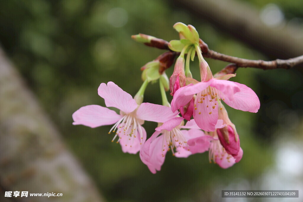 樱花