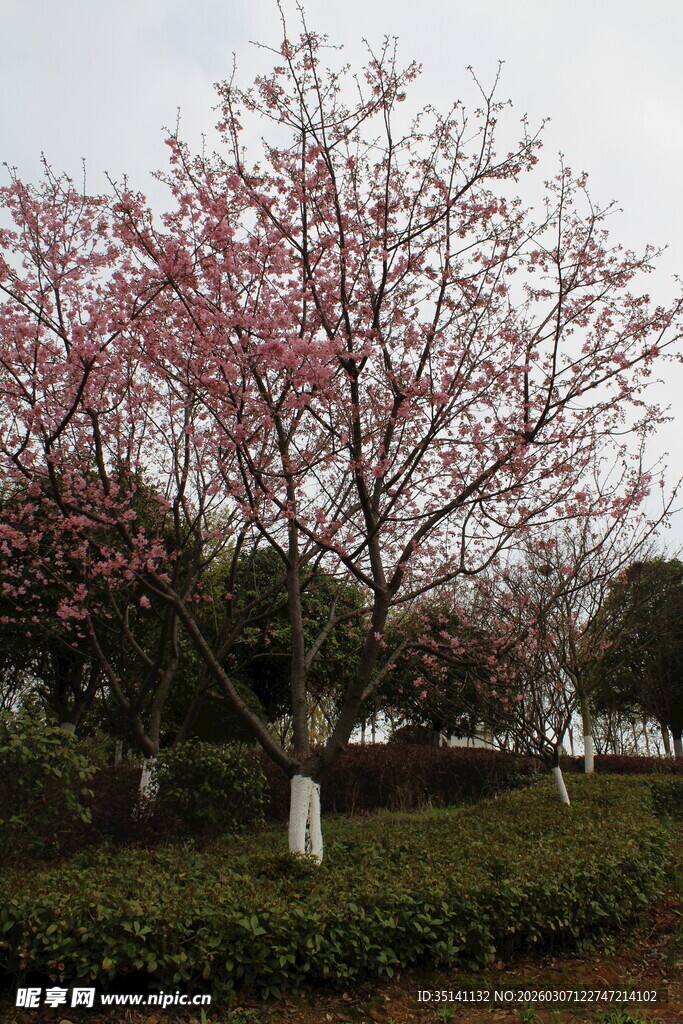 樱花