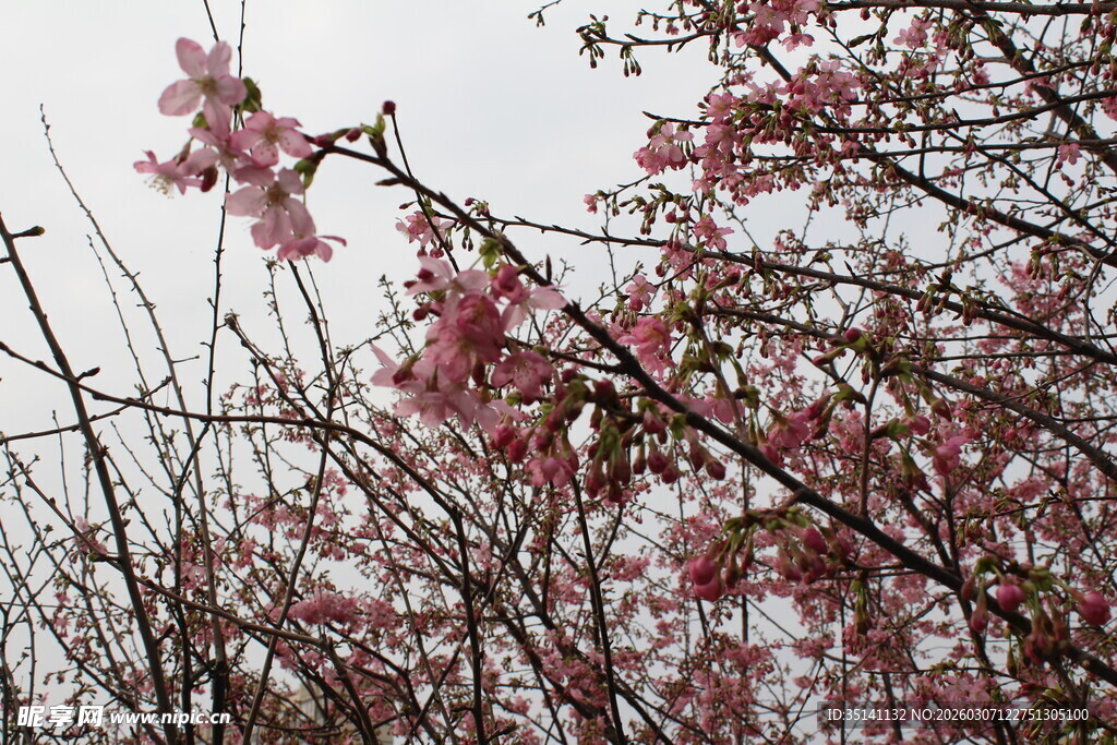 樱花